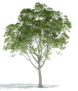 a tree on a white background