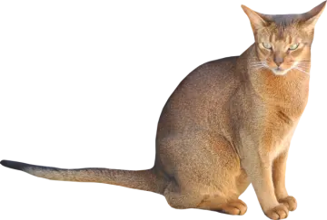 the cat is sitting