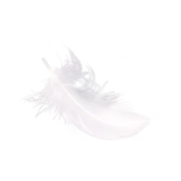 white feather on a white background