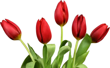 a bunch of red flowers in a vase