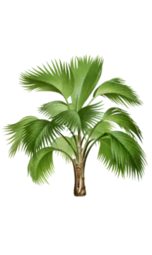 a palm tree on a white background