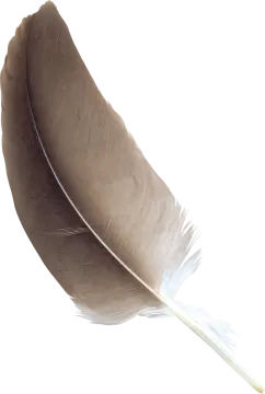 a brown feather on a white background