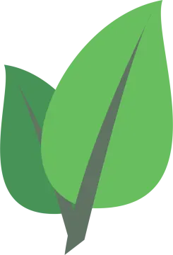 a green leaf on a white background