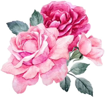 a watercolor painting of pink roses