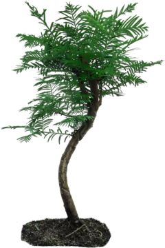 a small green tree in a black pot