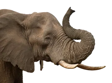 a close up of an elephant with its trunk in the air