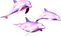 three dolphins swimming in the ocean