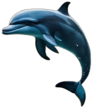 a dolphin jumping out of the water