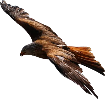 a bird flying in the air with its wings spread
