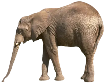 an elephant standing in front of a white background