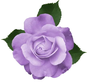 a purple rose on a white background