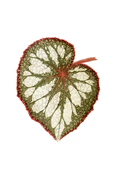 a green leaf with white spots on it