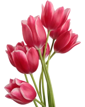a bunch of pink tulips