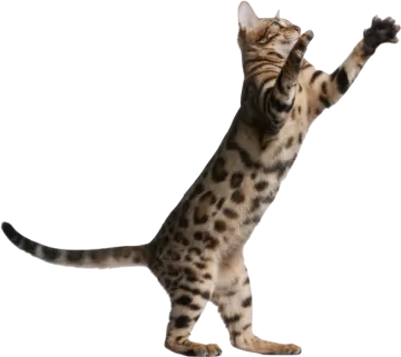 a brown and black cat