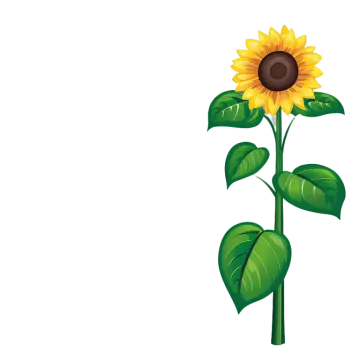 a sunflower on a white background