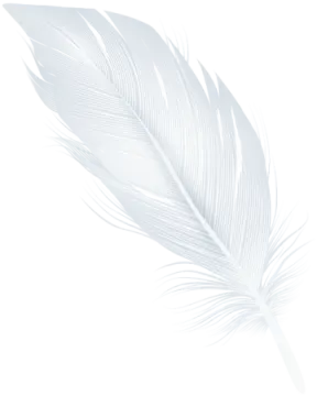 a feather on a white background