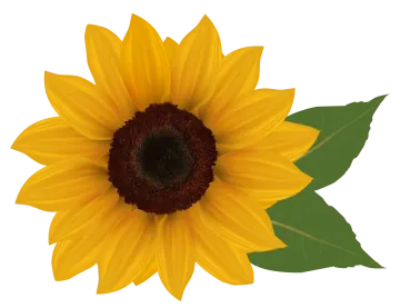 a yellow sunflower with green leaves