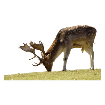 a deer eating grass