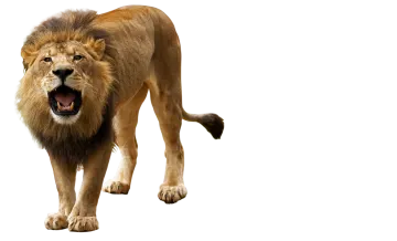 a close up of a lion on a white background