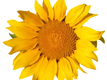 a yellow sunflower on a white background