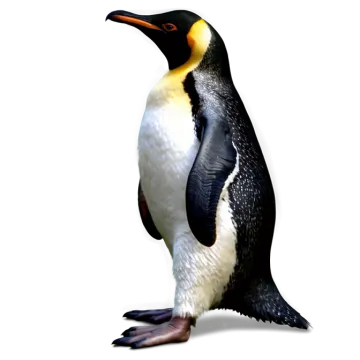 a close up of a penguin on a white background