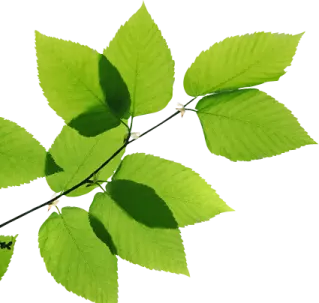 a branch with green leaves on it