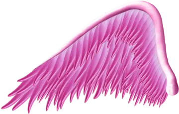 an image of a pink angel wing