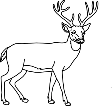 how to draw a deer