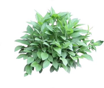 a green plant on a white background