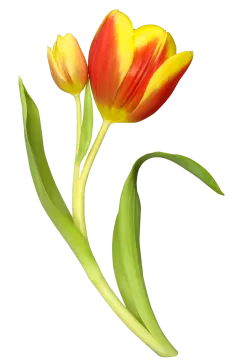 two yellow and red tulips