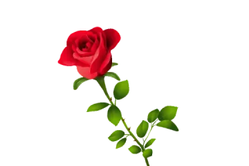 a single red rose on a white background