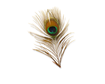 a peacock feather on a white background