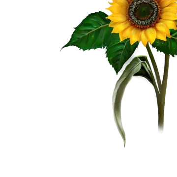 a sunflower with green leaves on a white background