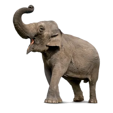 an elephant with its trunk in the air