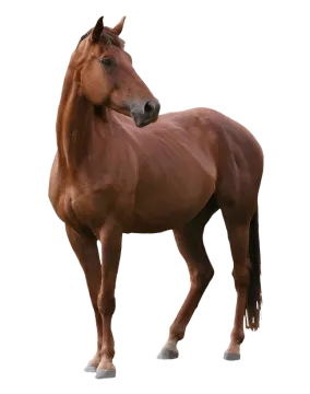 a brown horse standing in front of a white background