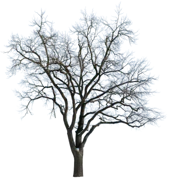 a bare tree with no leaves on it