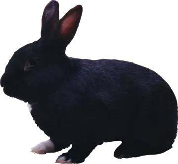 a black rabbit is standing on a white surface