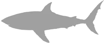 a shark silhouetted on a white background