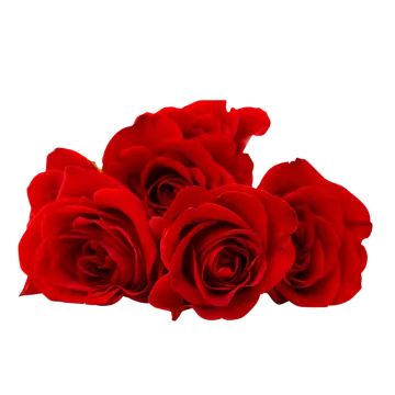 red roses on a white background