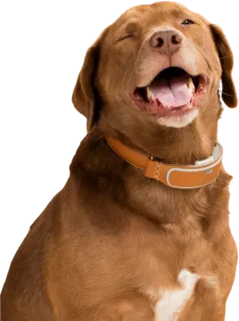 a brown dog with its mouth open