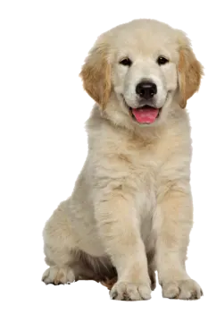 a puppy sitting down with its tongue out