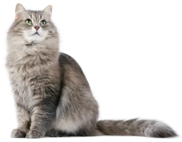 a gray cat with green eyes sitting down