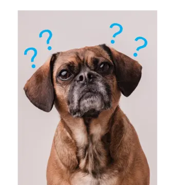 a dog with question marks on it's face