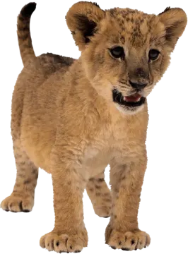 a young lion cub