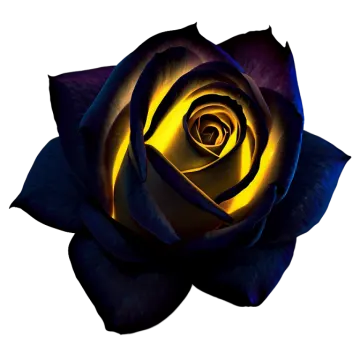 a black rose on a white background