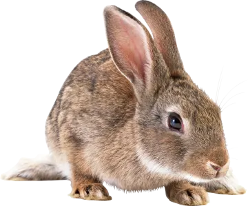 a close up of a rabbit on a white background