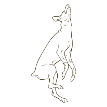 how to draw a dog