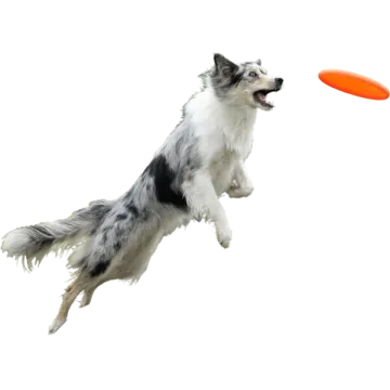 a dog jumping in the air to catch a frur