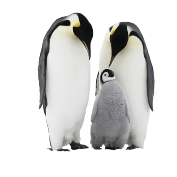 two penguins standing next to each other penguins