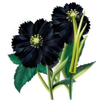 two black flowers on a white background